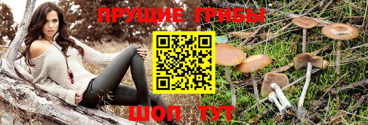 Галлюциногенные грибы Psilocybine cubensis Малгобек